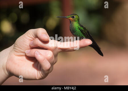 Rotschwanzhummingvogel sitzt auf dem Finger Stockfoto