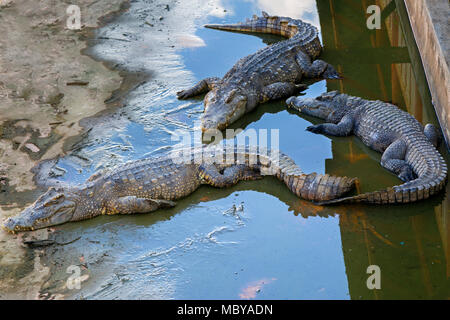 Krokodil Show in Samutprakarn Krokodilfarm und Zoo, Bangkok, Thailand Stockfoto