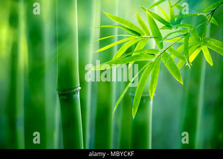 Asian Bamboo Forest, natürlichen Hintergrund Stockfoto