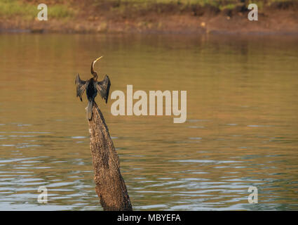 Ein Kormoran Nest mit Küken auf einem Baumstumpf im Periyar Nationalpark Lake in Thekkady, Kerala, Indien, Oriental darter Stockfoto