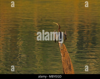 Ein Kormoran Nest mit Küken auf einem Baumstumpf im Periyar Nationalpark Lake in Thekkady, Kerala, Indien, Oriental darter Stockfoto