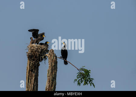 Ein Kormoran Nest mit Küken auf einem Baumstumpf im Periyar Nationalpark Lake in Thekkady, Kerala, Indien, Oriental darter Stockfoto