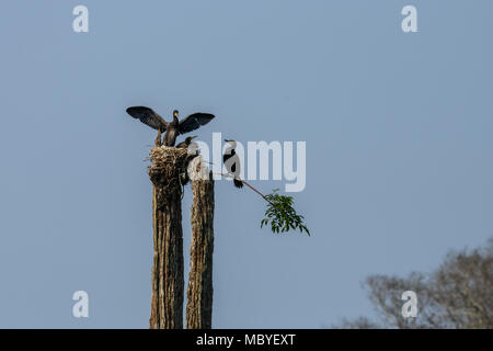 Ein Kormoran Nest mit Küken auf einem Baumstumpf im Periyar Nationalpark Lake in Thekkady, Kerala, Indien, Oriental darter Stockfoto