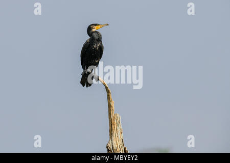 Ein Kormoran Nest mit Küken auf einem Baumstumpf im Periyar Nationalpark Lake in Thekkady, Kerala, Indien, Oriental darter Stockfoto