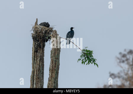 Ein Kormoran Nest mit Küken auf einem Baumstumpf im Periyar Nationalpark Lake in Thekkady, Kerala, Indien, Oriental darter Stockfoto