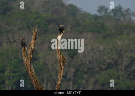 Ein Kormoran Nest mit Küken auf einem Baumstumpf im Periyar Nationalpark Lake in Thekkady, Kerala, Indien, Oriental darter Stockfoto