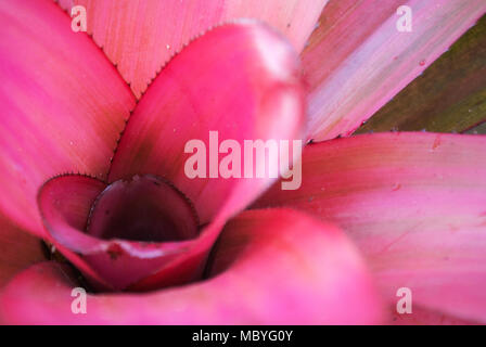 Nahaufnahme von einem schönen Neoregelia 'Pink Sensation' Bromelie. Stockfoto