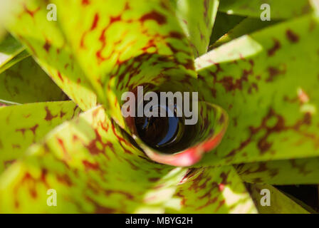 Eine Nahaufnahme Blick von oben auf eine Neoregelia Topfpflanzen Nacht' Bromelie Pflanze mit Wasser auf das Zentrum und das Sonnenlicht trifft. Stockfoto