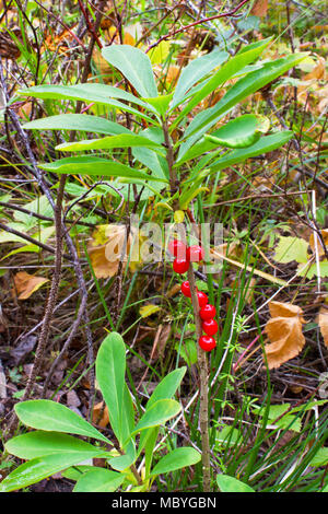 Tödlich giftig berry Daphne mezereum (daphna) Stockfoto