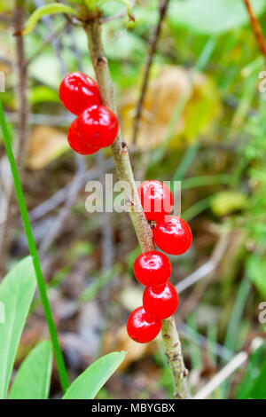 Tödlich giftig berry Daphne mezereum (daphna) Stockfoto