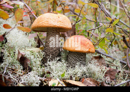 Zwei orangefarbene Kappe Steinpilze (Leccinum aurantiacum) im Wald gefunden Stockfoto