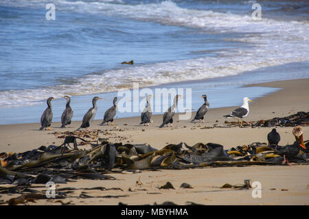 Gruppe von Pied shag am Waipapa Point, die Catlins, Southland, Neuseeland Stockfoto