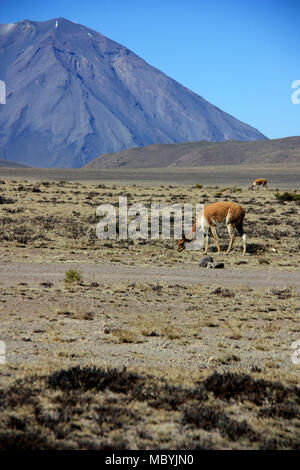 Wilde Vicuñas weiden die Ebenen der Reserva Nacional de Salinas y Aguada Blanca vor der majestätischen Vulkan Misti in den Anden Stockfoto