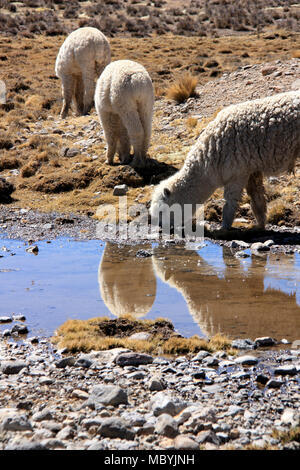 Eine Herde von wild lebenden Alpakas weiden auf einer Hochebene in der Salinas y Aguada Blanca nationale Reserve in den Anden von Peru Stockfoto