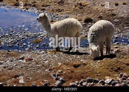 Eine Herde von wild lebenden Alpakas weiden auf einer Hochebene in der Salinas y Aguada Blanca nationale Reserve in den Anden von Peru Stockfoto