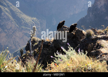 Andean Condors hocken auf einem Felsen im Colca Canyon, Peru, warten auf besseres Aufwinde und Thermik (puya bromilade Blume im Vordergrund) Stockfoto