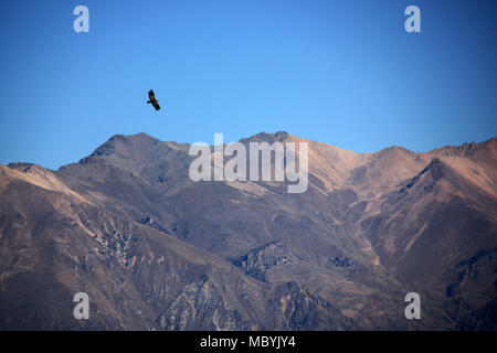 Ein Andenkondor 305 Meter hoch über der Colca Canyon in Peru Stockfoto