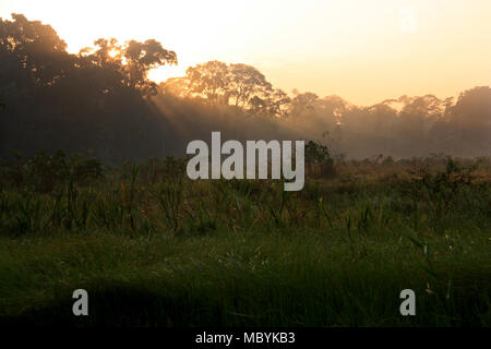 In den Amazonas Regenwald, Tambopata National Reserve, Puerto Maldonado, Peru Dawn Stockfoto
