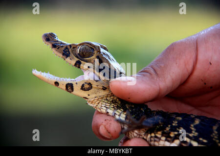 Ein Baby Kaiman gefangen und von einem Keeper im Amazonas Regenwald, Tambopata National Reserve, Puerto Maldonado, Peru vorgelegt Stockfoto