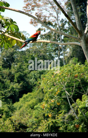 Ara sitzen auf einem Baum im Regenwald des Amazonas, Tambopata National Reserve, Puerto Maldonado, Peru Stockfoto