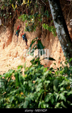 Aras auf einen Leckstein im Amazonas Regenwald, Tambopata National Reserve, Puerto Maldonado, Peru Stockfoto