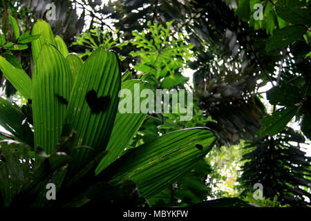 Tropische Vegetation im Regenwald des Amazonas, Tambopata National Reserve, Puerto Maldonado, Peru Stockfoto