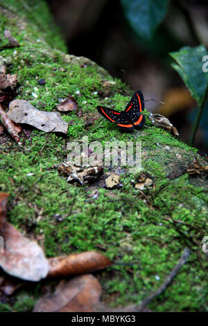 Rot und Schwarz Schmetterling im Amazonas Regenwald, Tambopata National Reserve, Puerto Maldonado, Peru Stockfoto