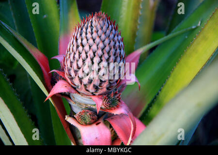 Ananas Plantage im Regenwald des Amazonas, Tambopata National Reserve, Puerto Maldonado, Peru Stockfoto