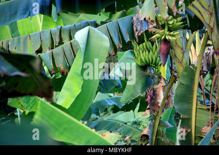 Bananen Plantage im Regenwald des Amazonas, Tambopata National Reserve, Puerto Maldonado, Peru Stockfoto