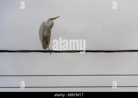 Große freie weiße Vogel Reiher trat auf einen elektrischen Draht, betrachten den Himmel Stockfoto