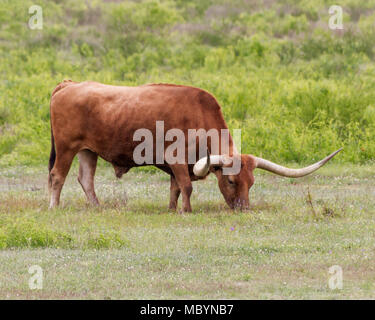 Iconic Texas Longhorn Rinder (Bos taurus) auf einer Ranch in South Central Texas. Stockfoto