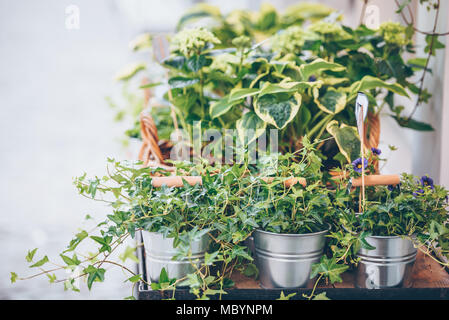 Grüne Pflanzen in den Töpfen auf dem Tisch in der Straße Flower Shop platziert Stockfoto