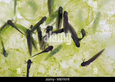 Gemeinsame europäische Frog, Rana temporaria, frogspawn mit schraffiert und schlüpfen Kaulquappen, April