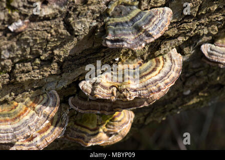 Konzentrische Ringe der Farbe auf die Kappen der Türkei Schwanz, Trametes versicolor, Pilz auf abgestorbenen Eiche, Berkshire, April Stockfoto