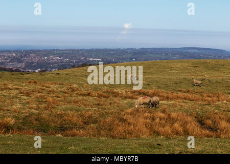 Auf der Suche nach Norden von einem Aussichtspunkt in der Nähe der Oberseite von Macclesfield Wald auf einem hellen und sonnigen April Morgen Stockfoto