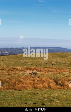 Auf der Suche nach Norden von einem Aussichtspunkt in der Nähe der Oberseite von Macclesfield Wald auf einem hellen und sonnigen April Morgen Stockfoto