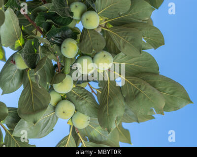 Persimone Früchte unter den grünen Blätter am Baum. Stockfoto