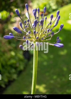 AGAPANTHUS - die Blume der Liebe Stockfoto