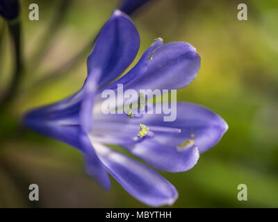 AGAPANTHUS - die Blume der Liebe Stockfoto