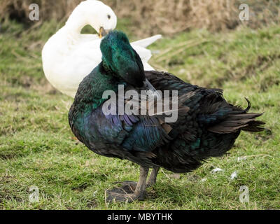 Enten in ihrem natürlichen Lebensraum Stockfoto