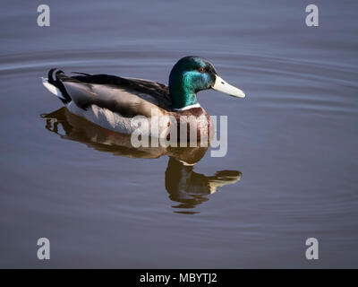 Enten in ihrem natürlichen Lebensraum Stockfoto