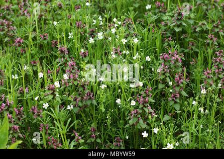 Gemäßigt Wald Boden und Vegetation mit Lamium purpureum und Stellaria holostea Stockfoto