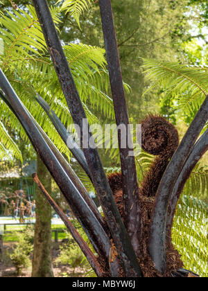 Junge Wedel ein Farn in der ersten Spirale aus aufgerufen Koru symbolisiert neue Anfänge Stockfoto