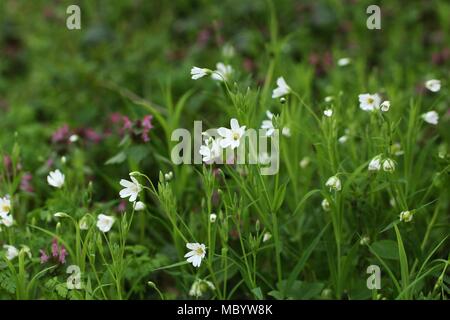Weiße Blumen von Stellaria holostea - größere Sternmiere, addersmeat Stockfoto