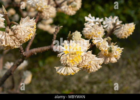 Edgeworthia chrysantha Stockfoto