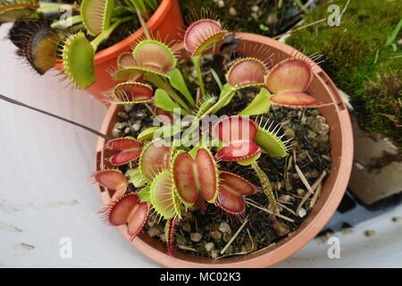 In der Nähe von Venus Fliegenfalle Dionaea muscipula oder als bekannt Stockfoto