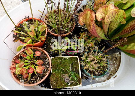 Fleischfressende Pflanzen - Venus Trap Fliegen, Sonnentau und Sarracenia purpurea Stockfoto