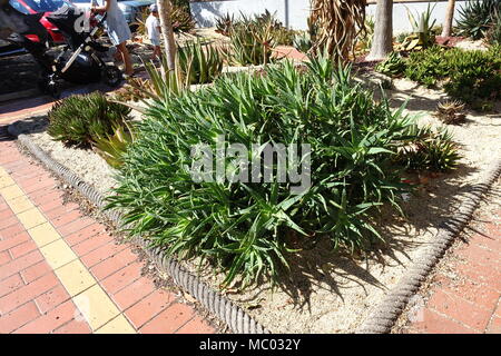 Aloe Vera Pflanzen wachsen auf dem Boden Stockfoto