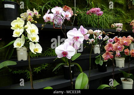 Sorten von Phalaenopsis Orchideen oder als Motten Orchideen auf Anzeige in Melbourne Australien bekannt Stockfoto