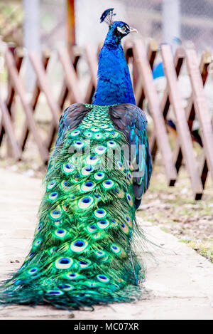 Nahaufnahme, Porträt einer männlichen Pfau. Stockfoto